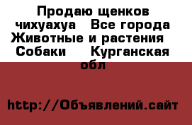 Продаю щенков чихуахуа - Все города Животные и растения » Собаки   . Курганская обл.